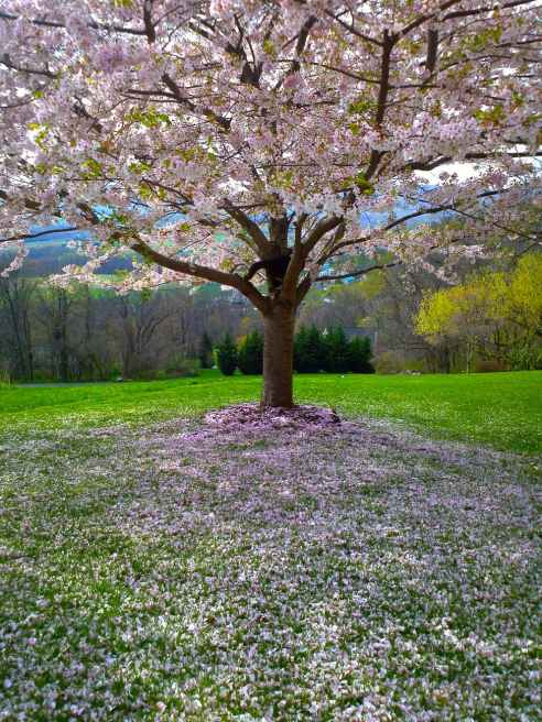 flower tree park landscape