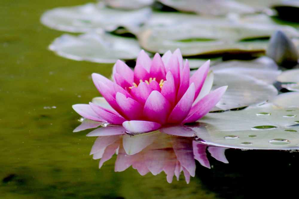 aquatic beautiful bloom blooming